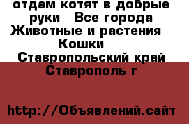 отдам котят в добрые руки - Все города Животные и растения » Кошки   . Ставропольский край,Ставрополь г.